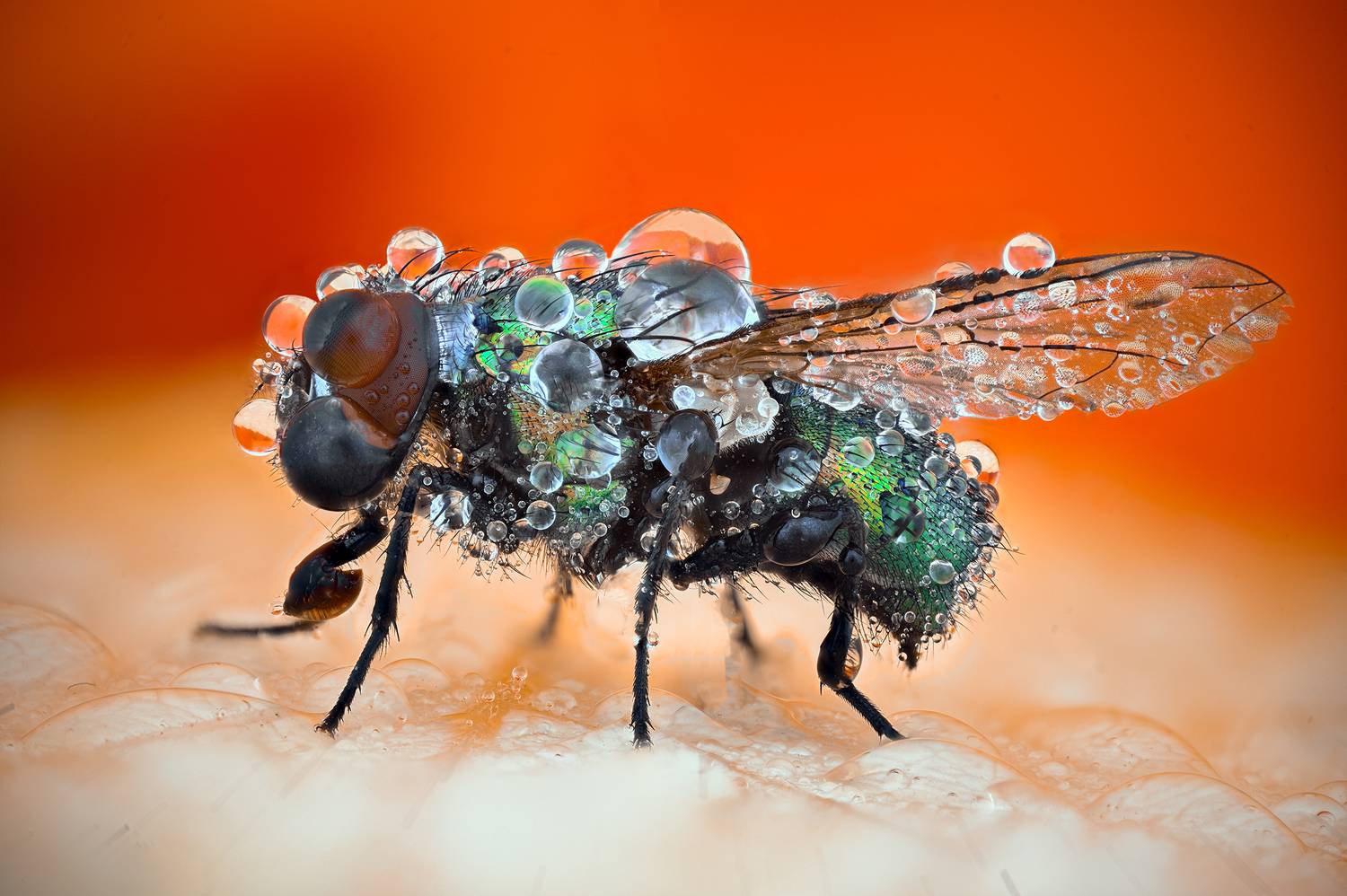 ceclii, macro, Цветан Ганев