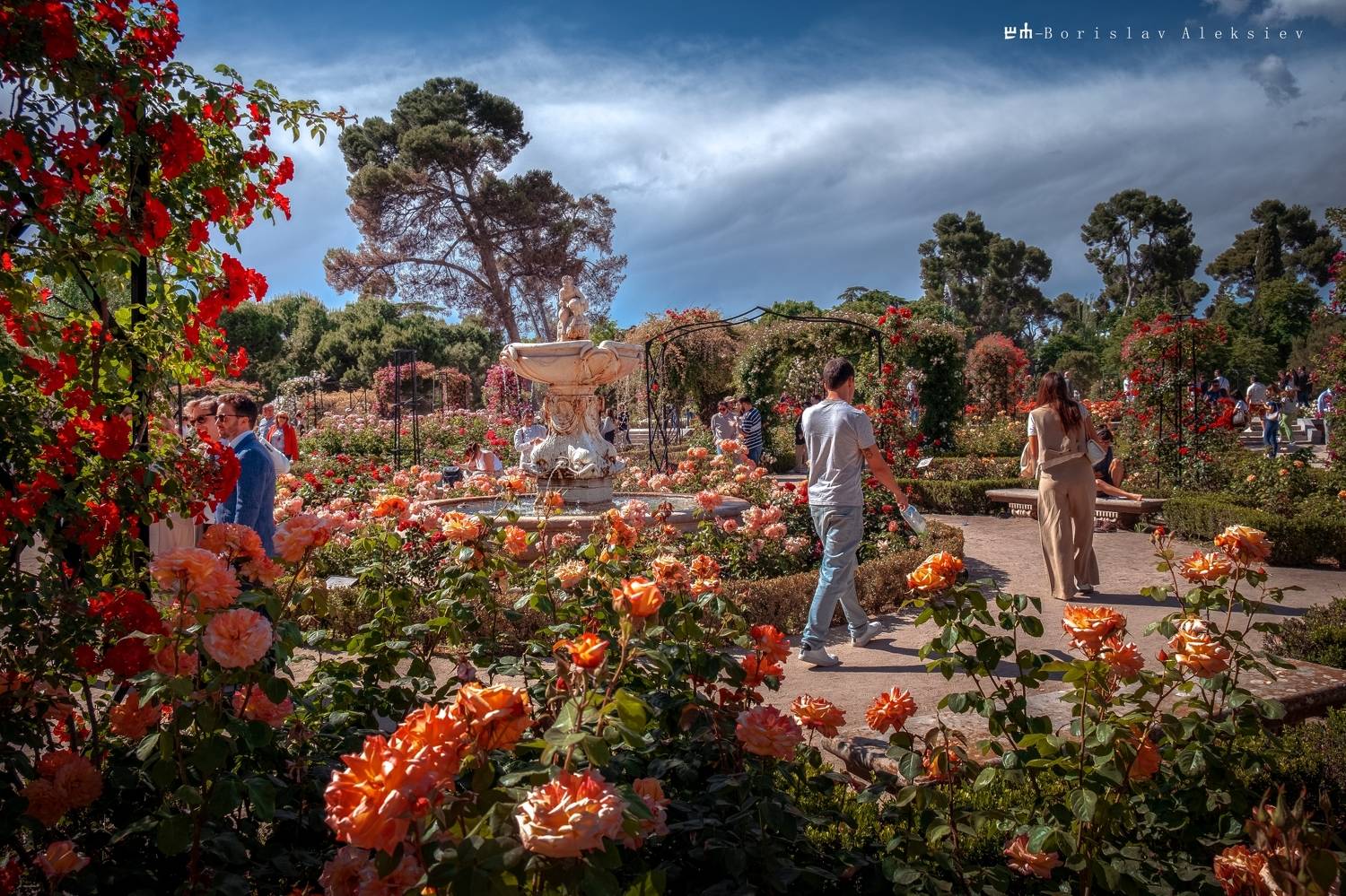 roses,garden,travel,exterior,pink,blue,red,yellow,plant,flowers,, Алексиев Борислав