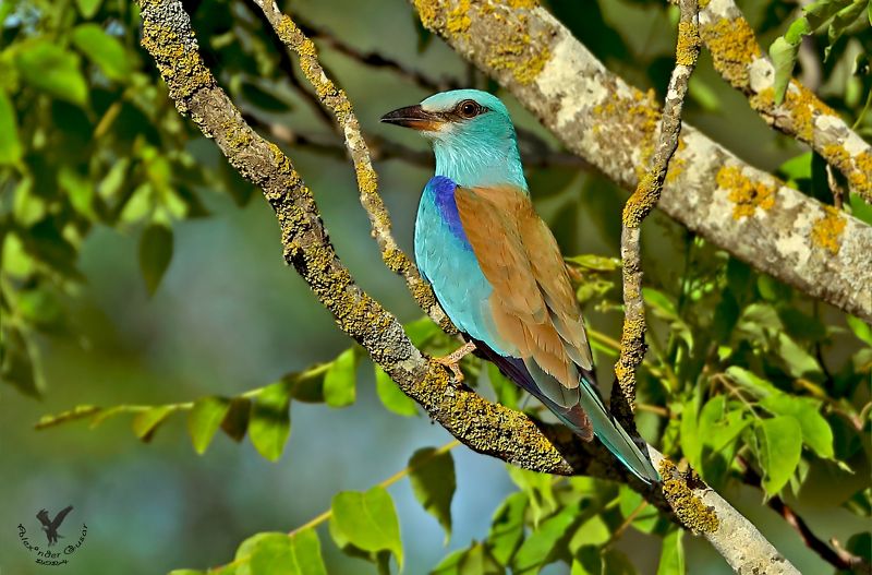 Сизоворонка. фото превью