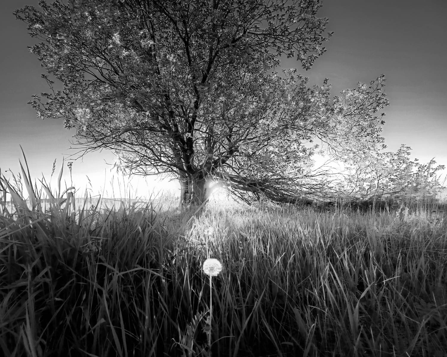 , Кондрашова Светлана