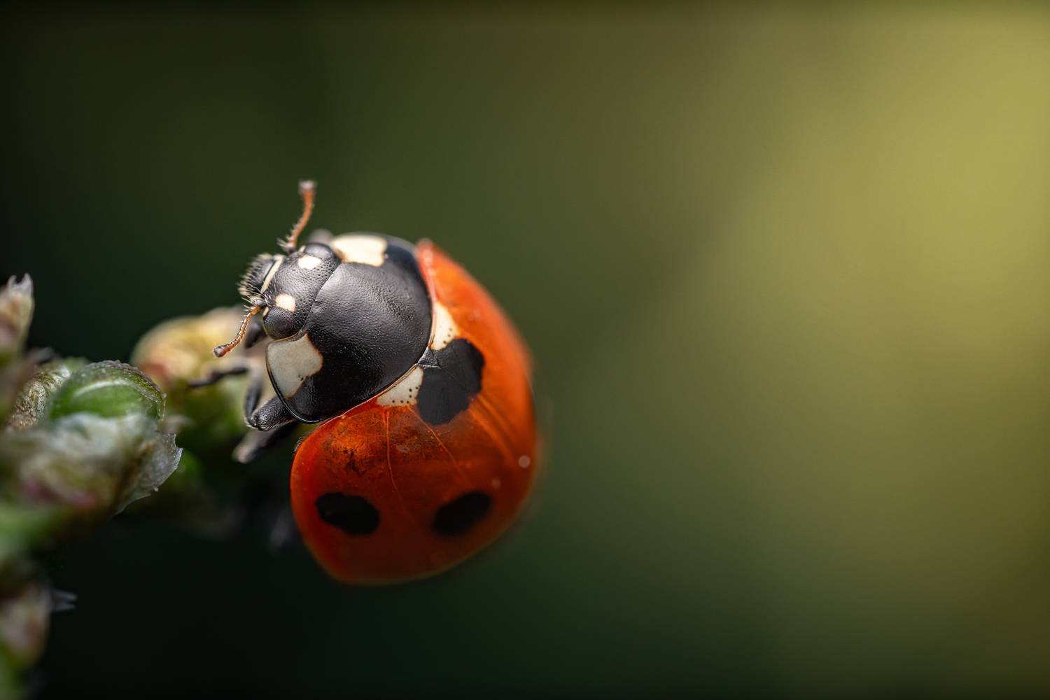, Вячеслав Мельников
