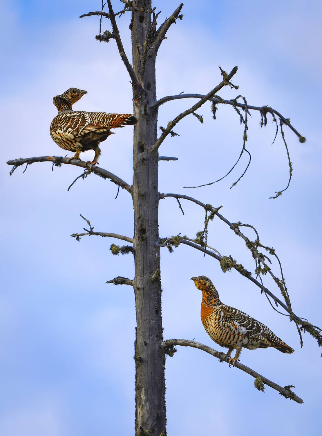 , Джамалов Руслан