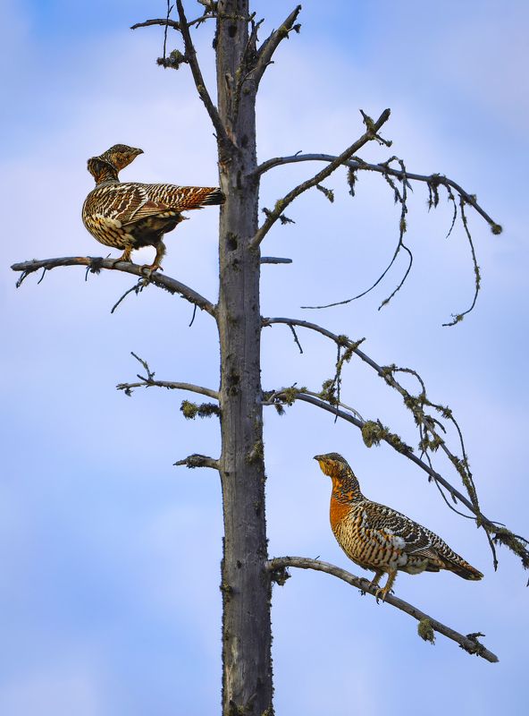 В лесу у каждого своя цель ? , своё ружьё ? фото превью