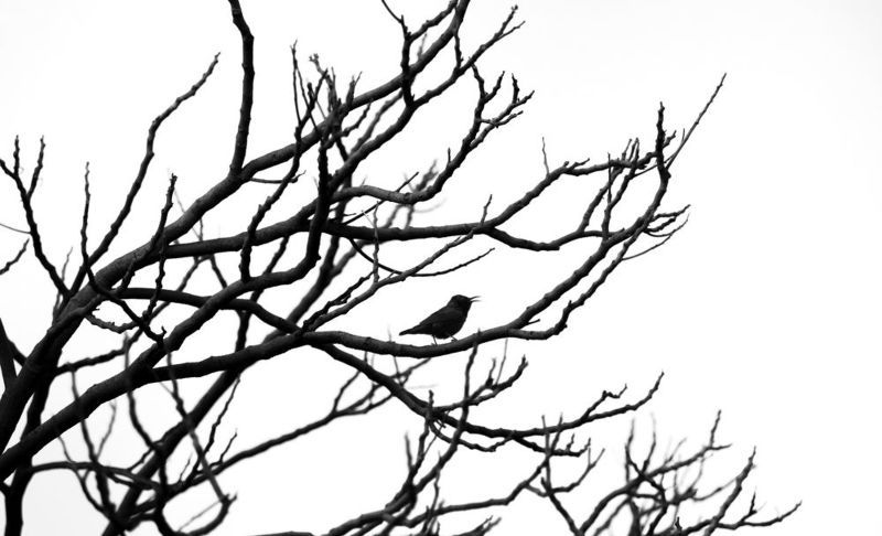 Twitter фото превью