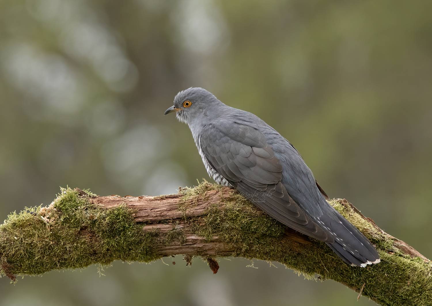 cuckoo, birds, animals, nature, wildlife, canon, sigma 150-600, MARIA KULA