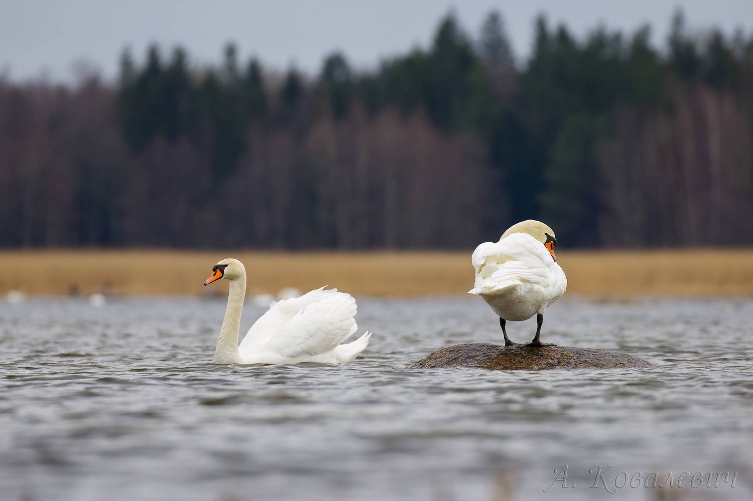 , Ковалевич А.