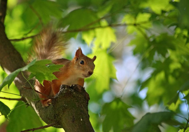 В окружении листвы фото превью