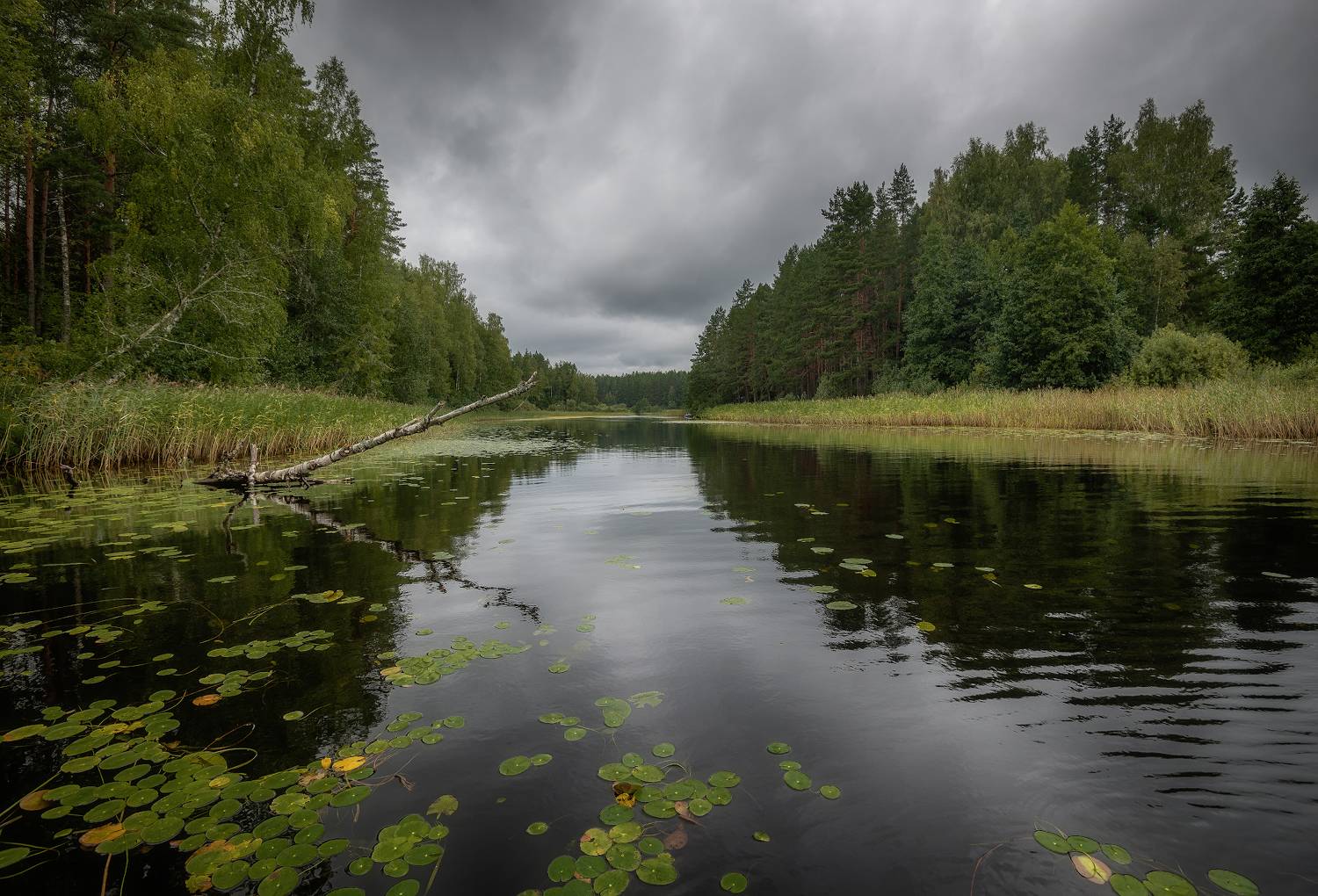 протока, река, лес, пасмурно, тучи, Сергей Аникин
