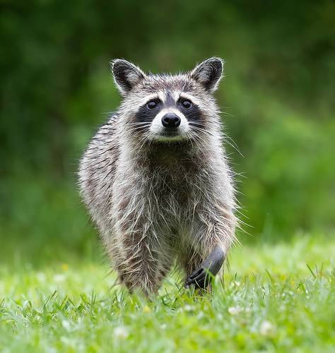 Енот-полоскун -Raccoon