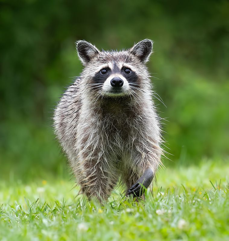 енот обыкновенный, енот-полоскун, raccoon, енот, дикие животные, животные, animals Енот-полоскун -Raccoon фото превью