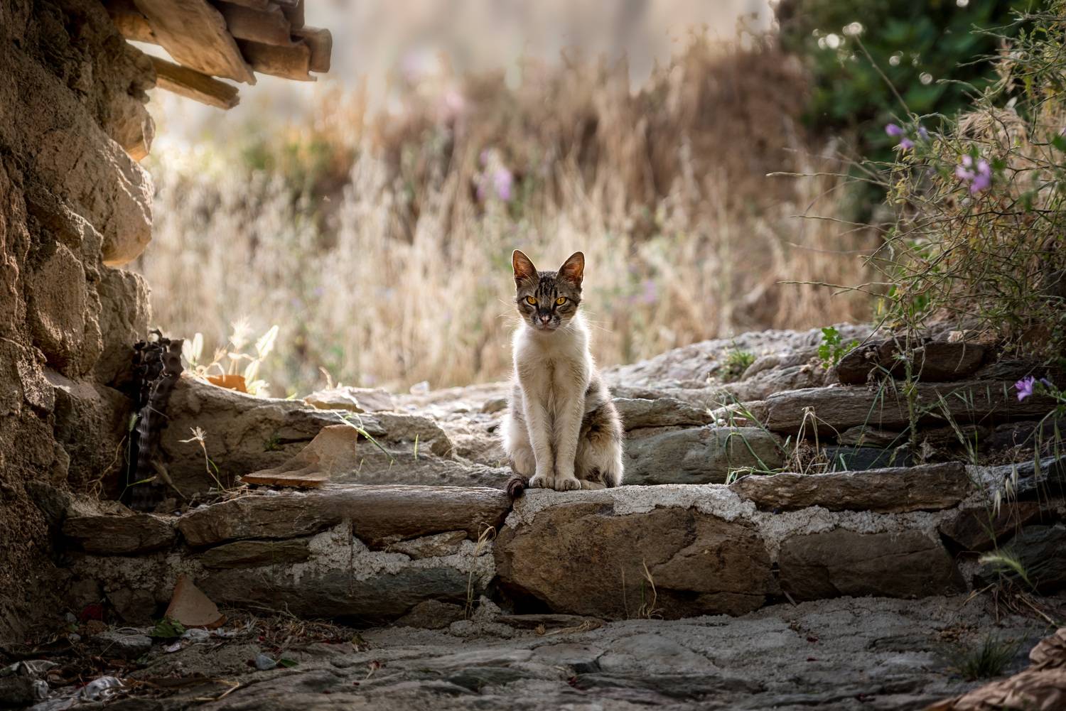 кот, кошка, лето, деревня, Рагинская Ольга