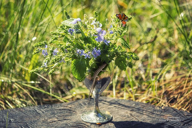 натюрморт, букет, цветы, природа, пленэр Миниатюрный букетик на пеньке фото превью