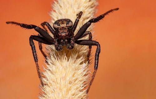 Brown spider