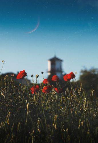 Месяц, маки, маяк.