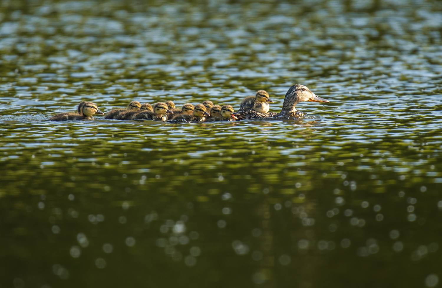 , Дэм Константин
