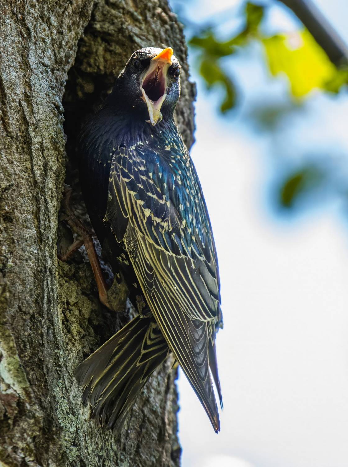 , Дэм Константин