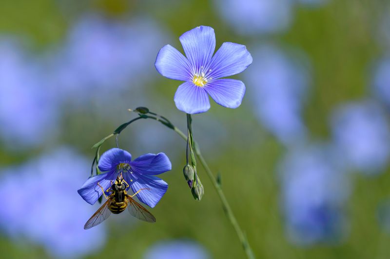 wild plant фото превью
