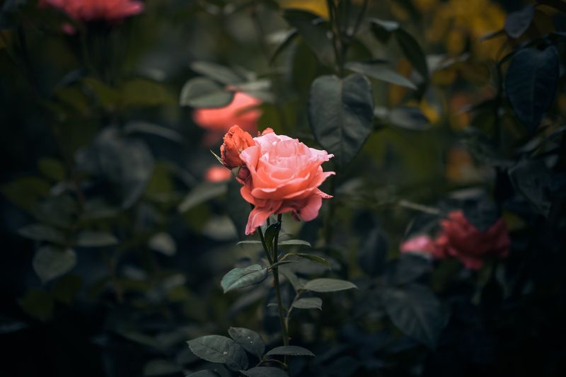 фото превью