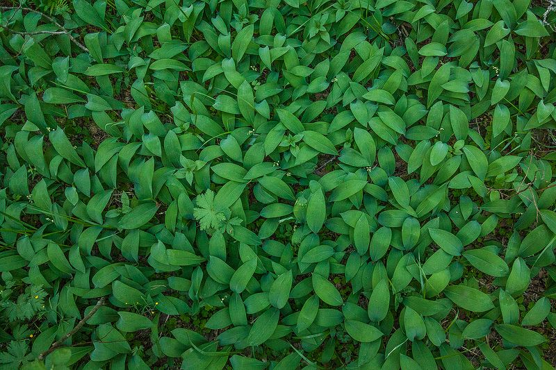 Ландышевый лесной ковёр фото превью
