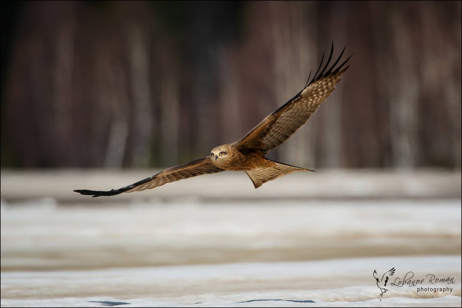 , Лобанов Роман