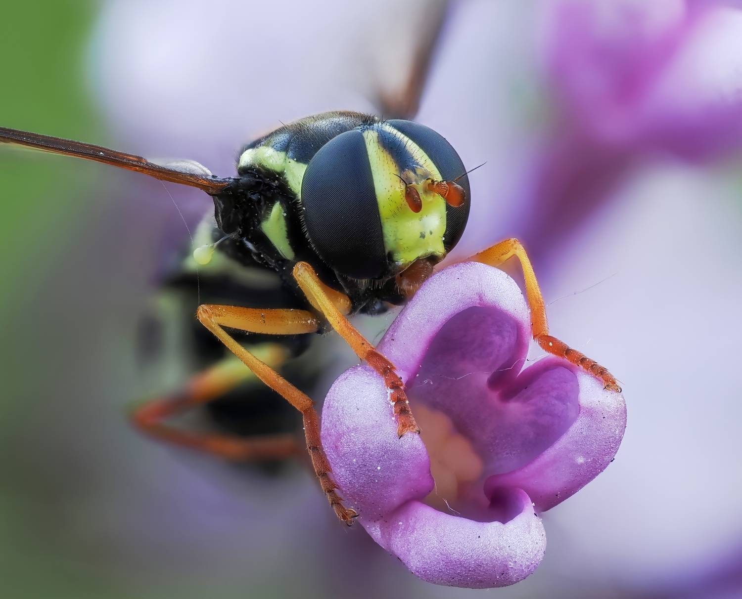, Глеб Коровко