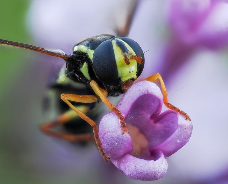 В сирени фото превью