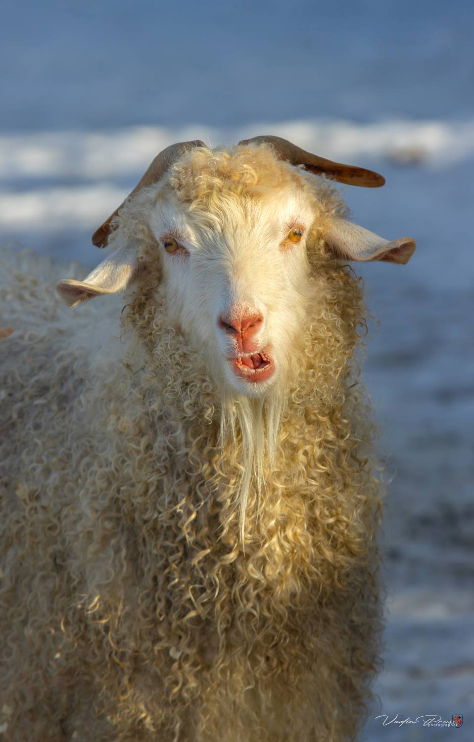 козёл, животное, зоопарк, фотография, мех, рога, калининград, свирин вадим, goat, animal, zoo, photography, fur, horns, kaliningrad, vadim svirin, Vadim Svirin