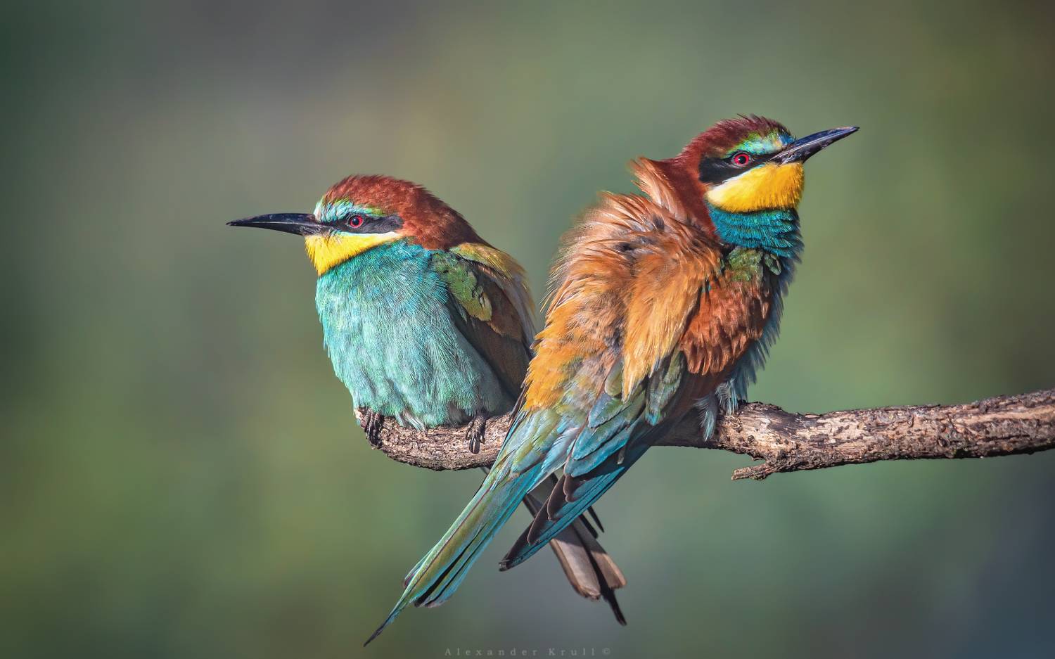 щурка, золотистая щурка, пчелоедка, merops apiaster, Круль Александр