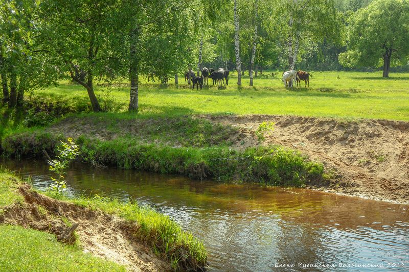 вольгинский, владимирская область, пейзаж, коровы, река, вольга Май фото превью