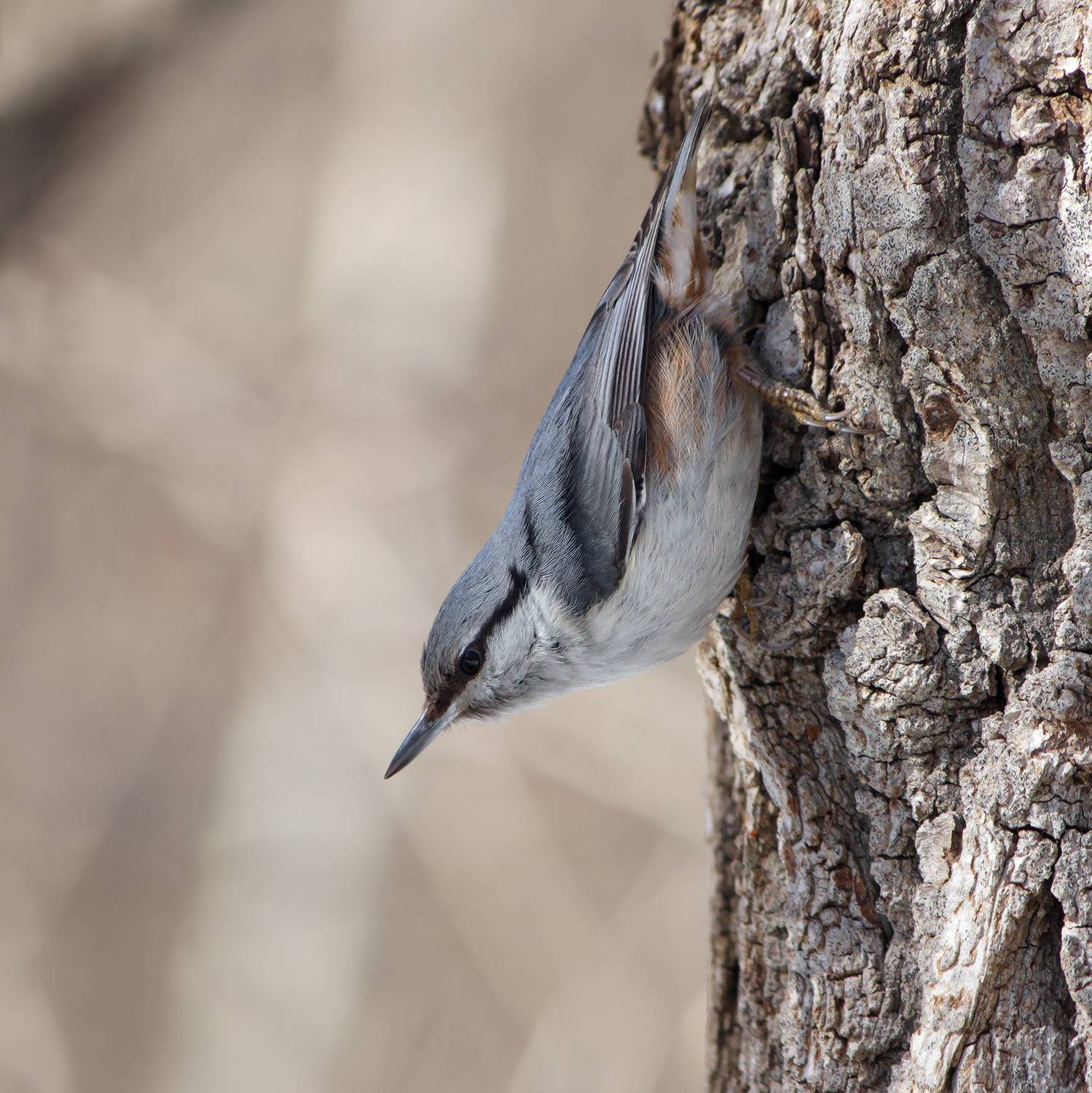 обыкновенный поползень, ямщик, sitta europaea, КарОл