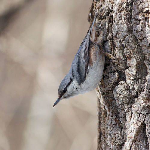 Обыкновенный поползень