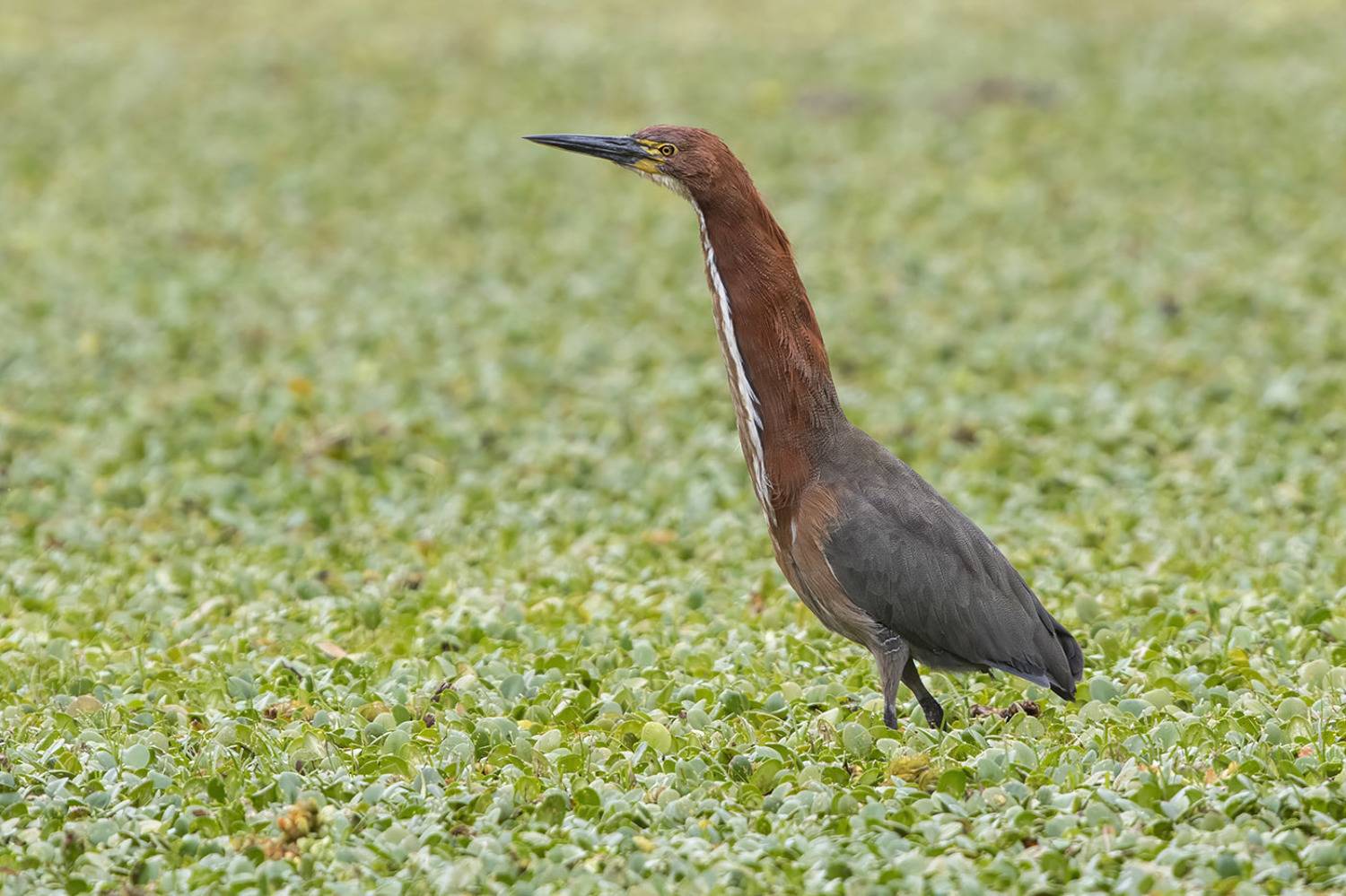 Птицы, Уругвай, Елена Давыдова