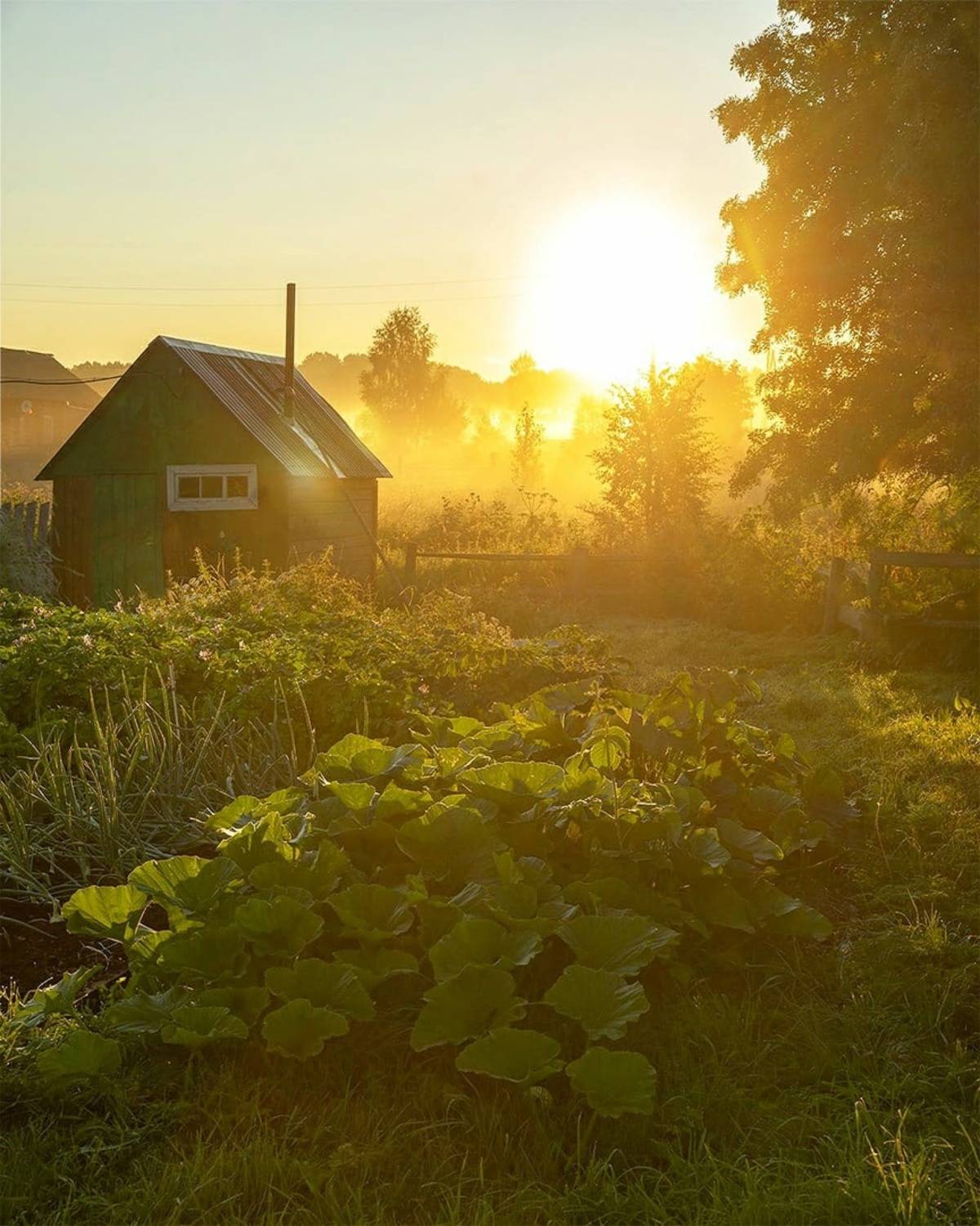 , Петр Косых