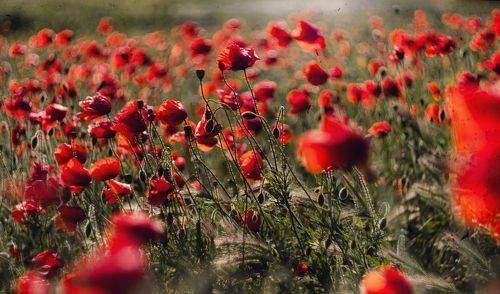 На холме увядающих маков.