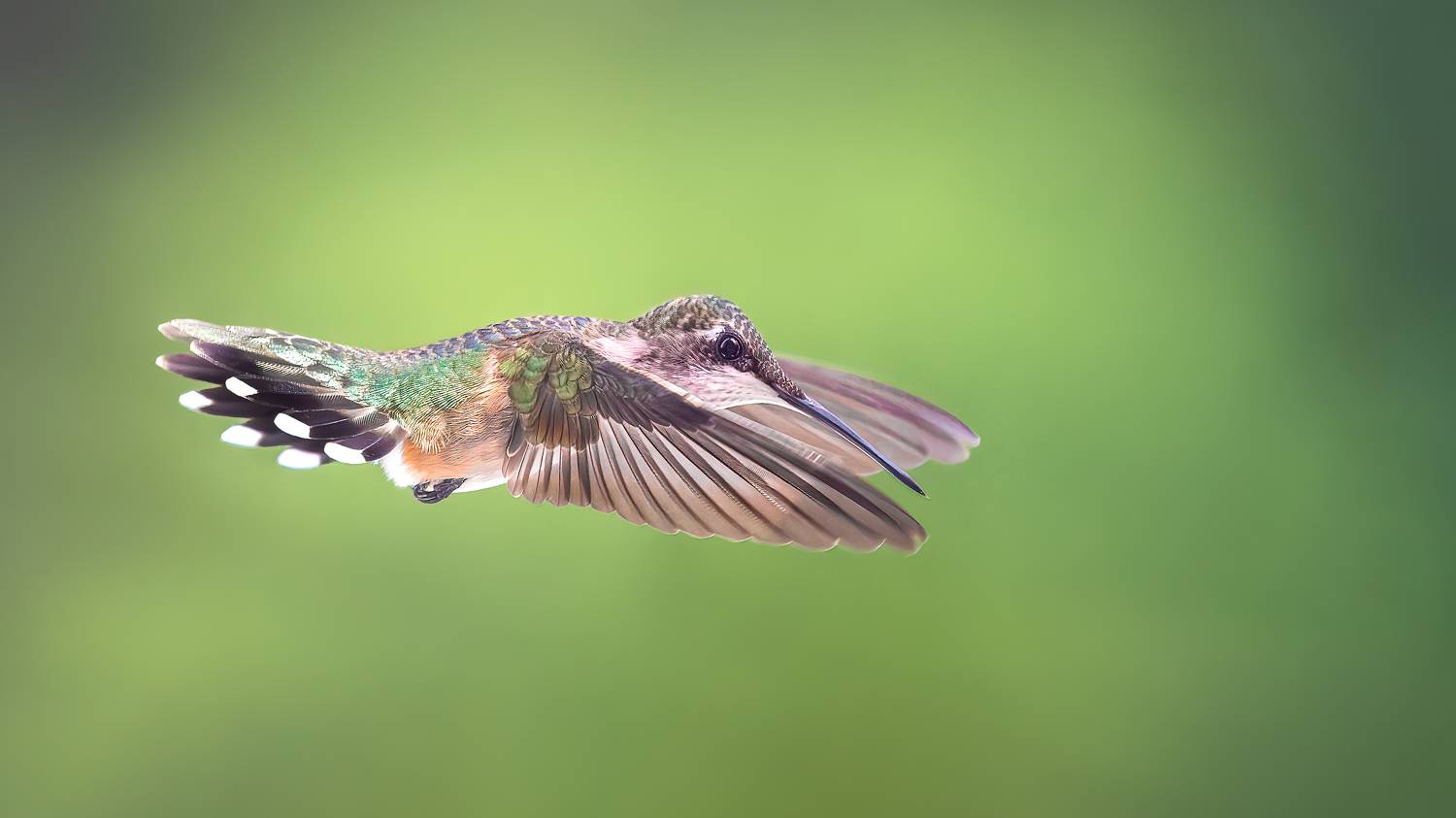 bird, humming, hummingbird, hummingbirds, hummer, rufous, nature, animals, wild, action, dynamic, Atul Saluja