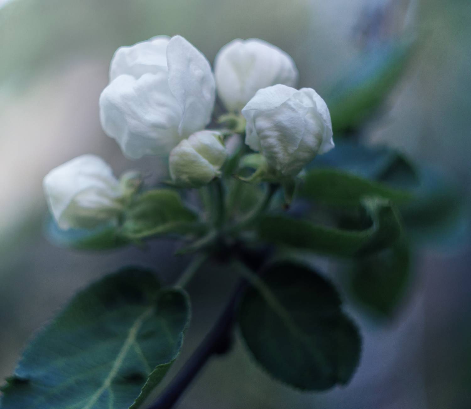 яблоня, цветение, весна, Светлана Холодняк