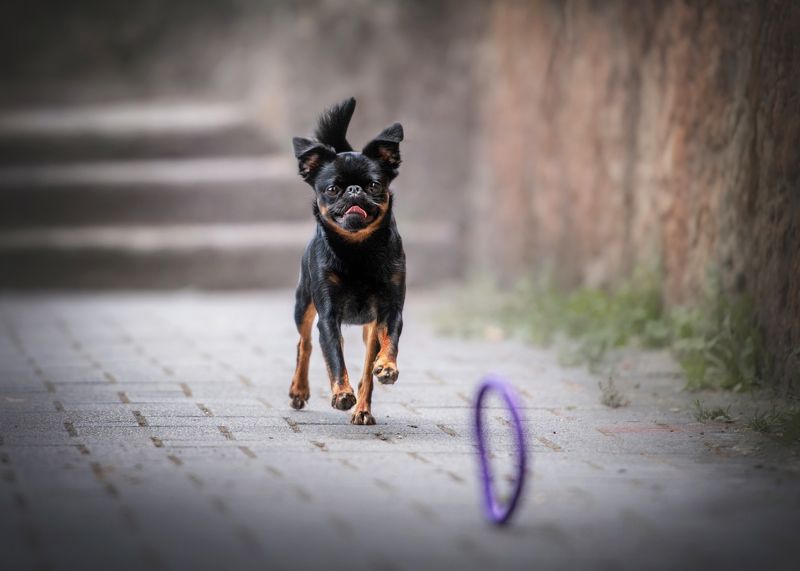 ДОМАШНИЕ ЖИВОТНЫЕ фото превью