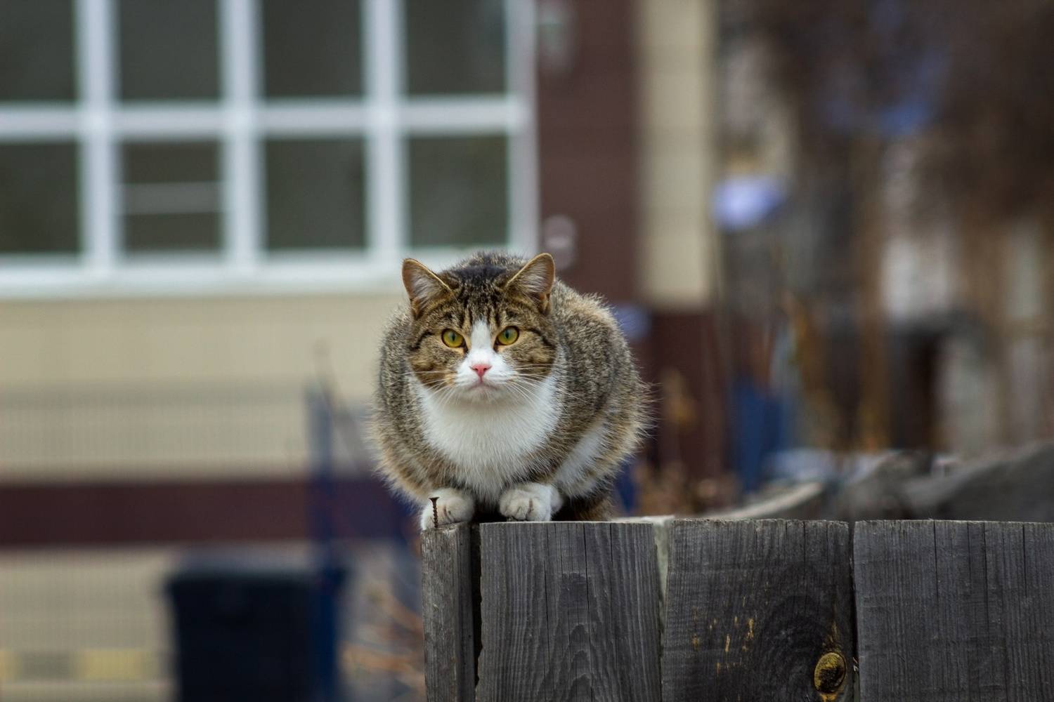 кот из частного сектора, Александр Канцур
