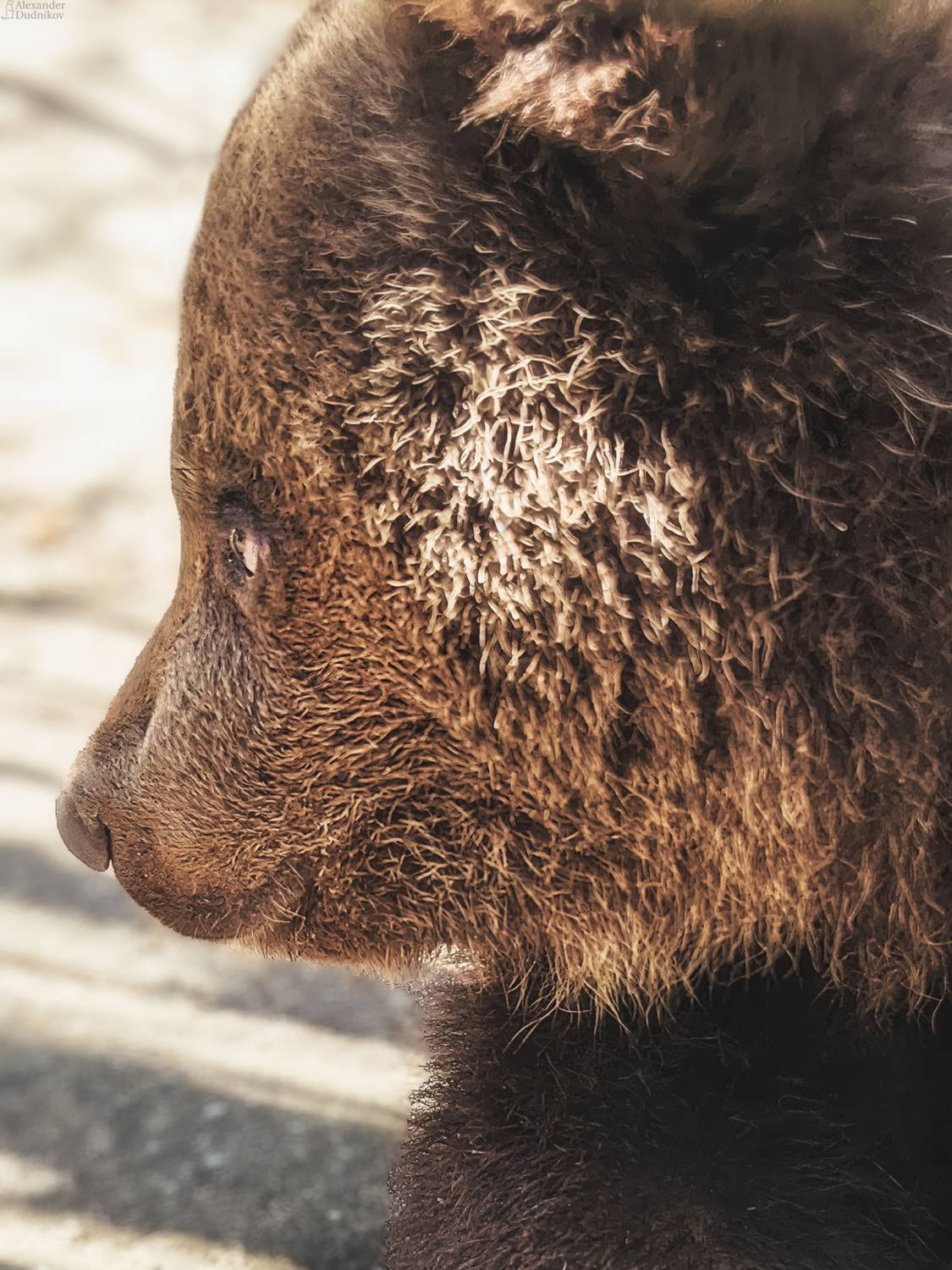 животные, портрет животного, мобильная фотография, медвежонок, медведь, млекопитающие, мобилография, хищные, bear, animals, mammals, animal portrait, ursus, mobile photography, carnivora, Дудников Александр