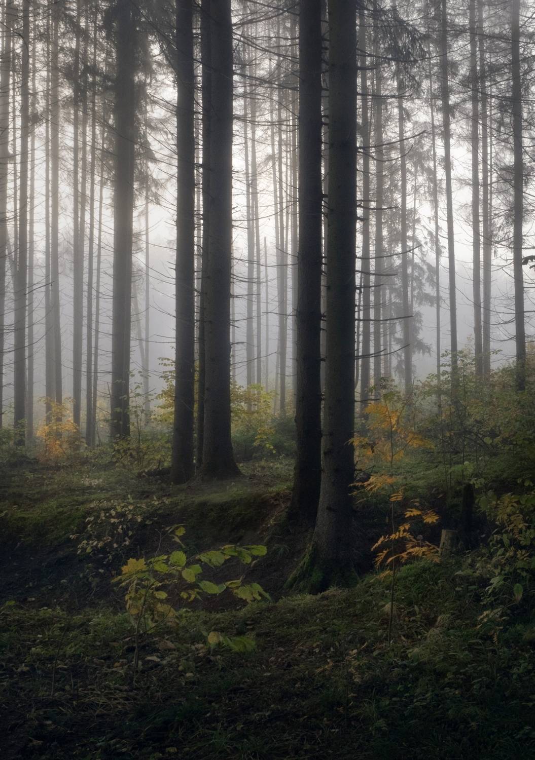 лес, свет, утро, природа, Баранов Олег