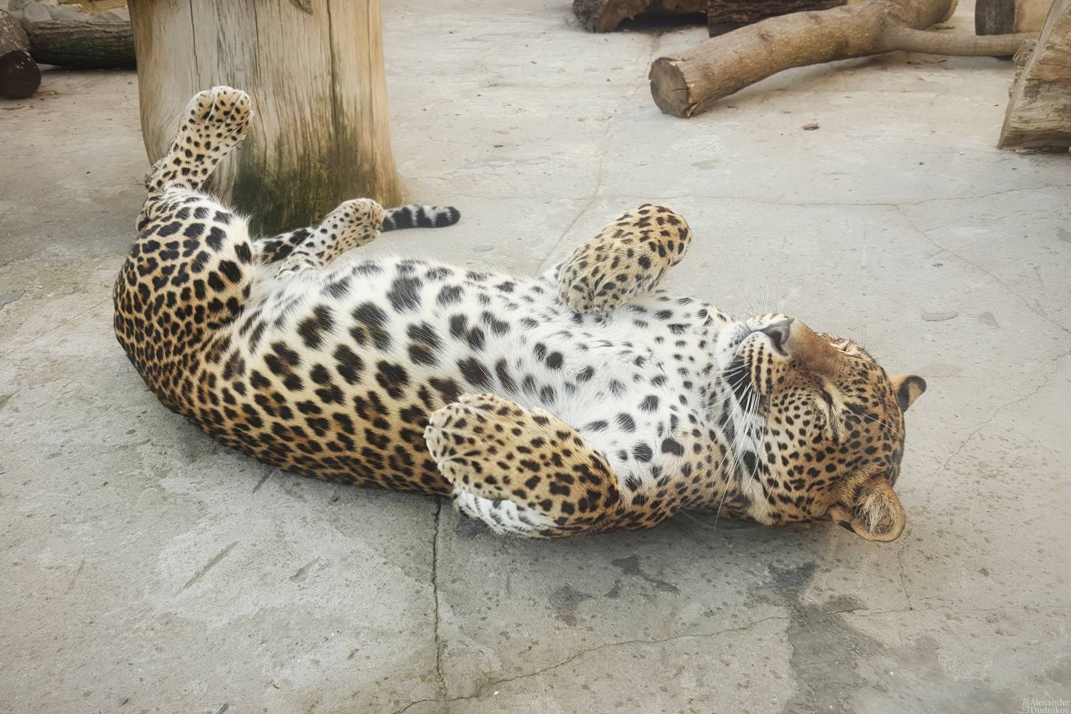 животные, портрет животного, мобильная фотография, леопард, кошачьи, кошки, млекопитающие, мобилография, animals, mammals, animal portrait, cats, leopard, mobile photography, felidae, Дудников Александр