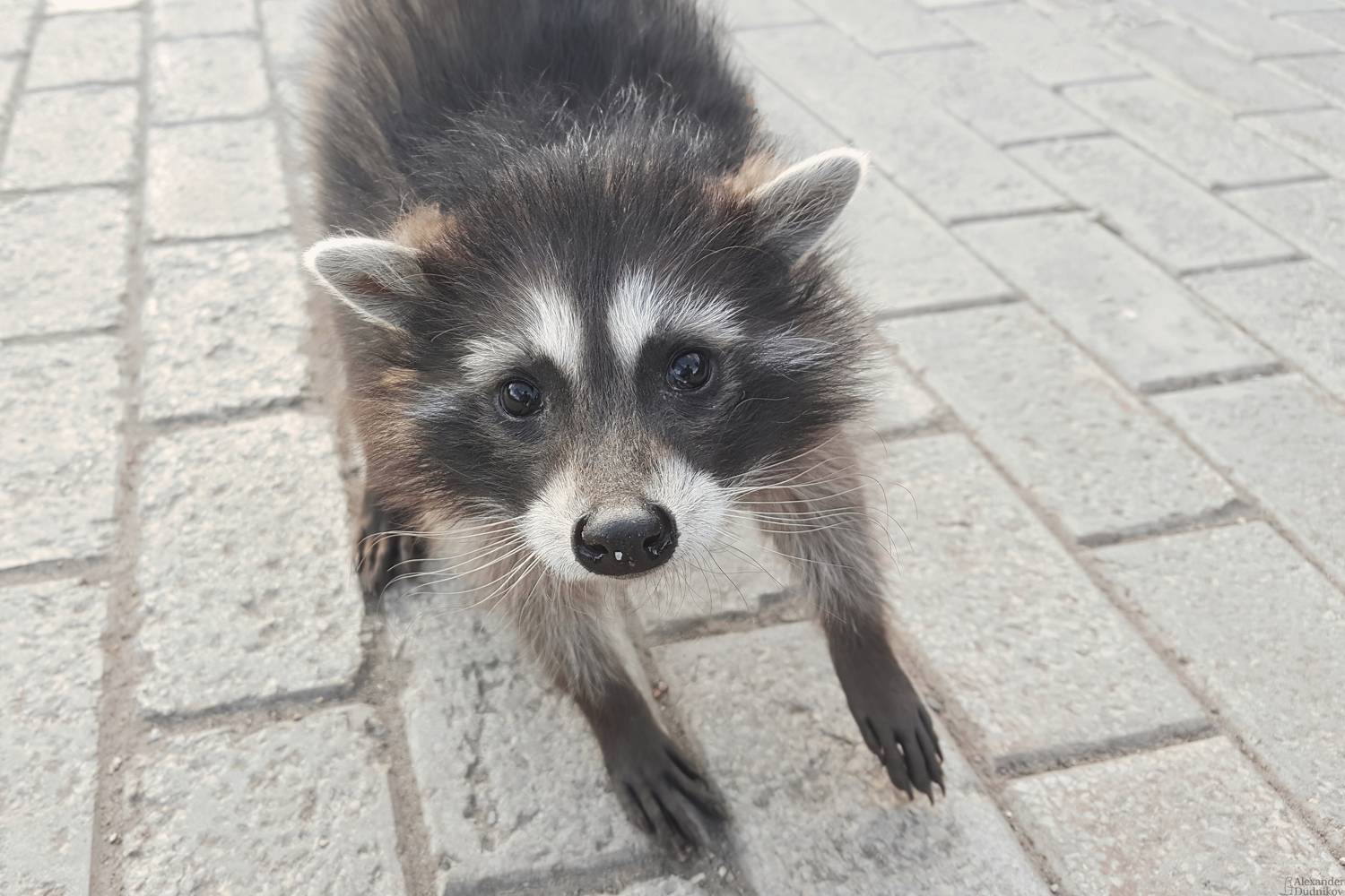 животные, портрет животного, мобильная фотография, енот, млекопитающие, мобилография, хищные, raccoon, animals, mammals, animal portrait, mobile photography, procyon, carnivora, Дудников Александр