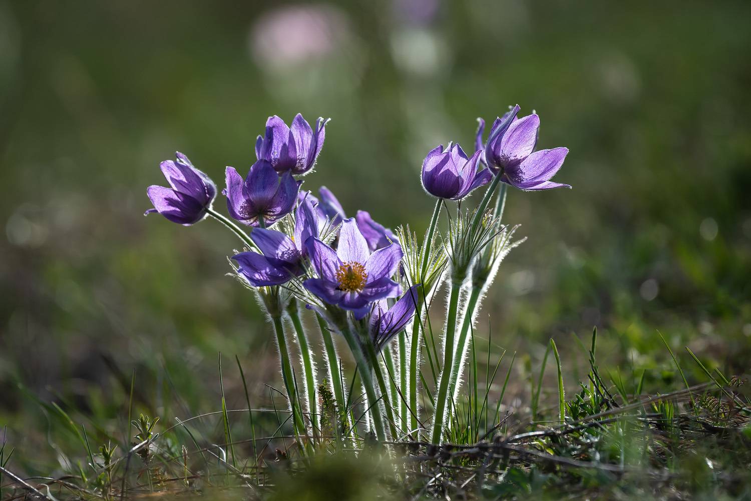 , Рагинская Ольга