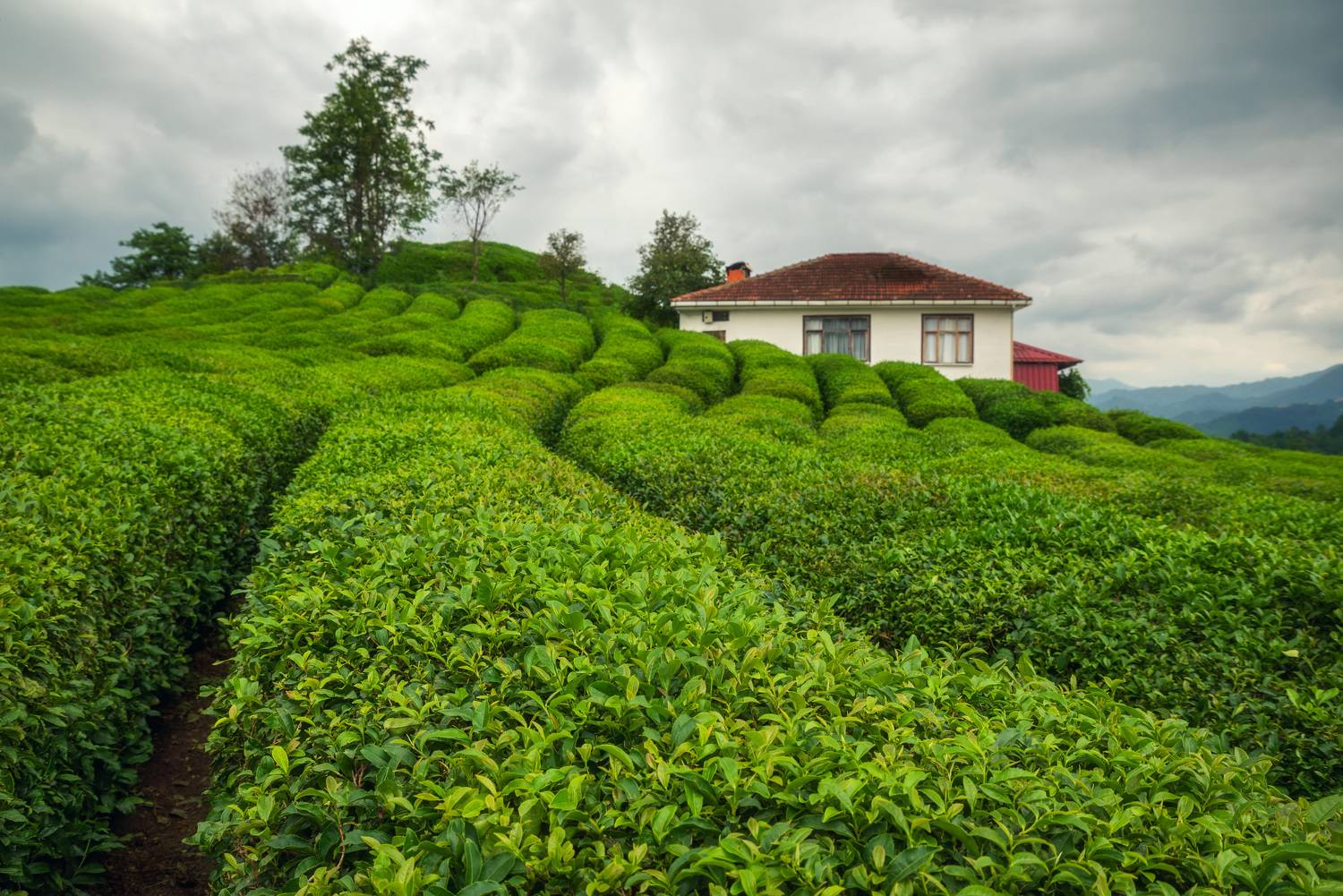 , Рагинская Ольга