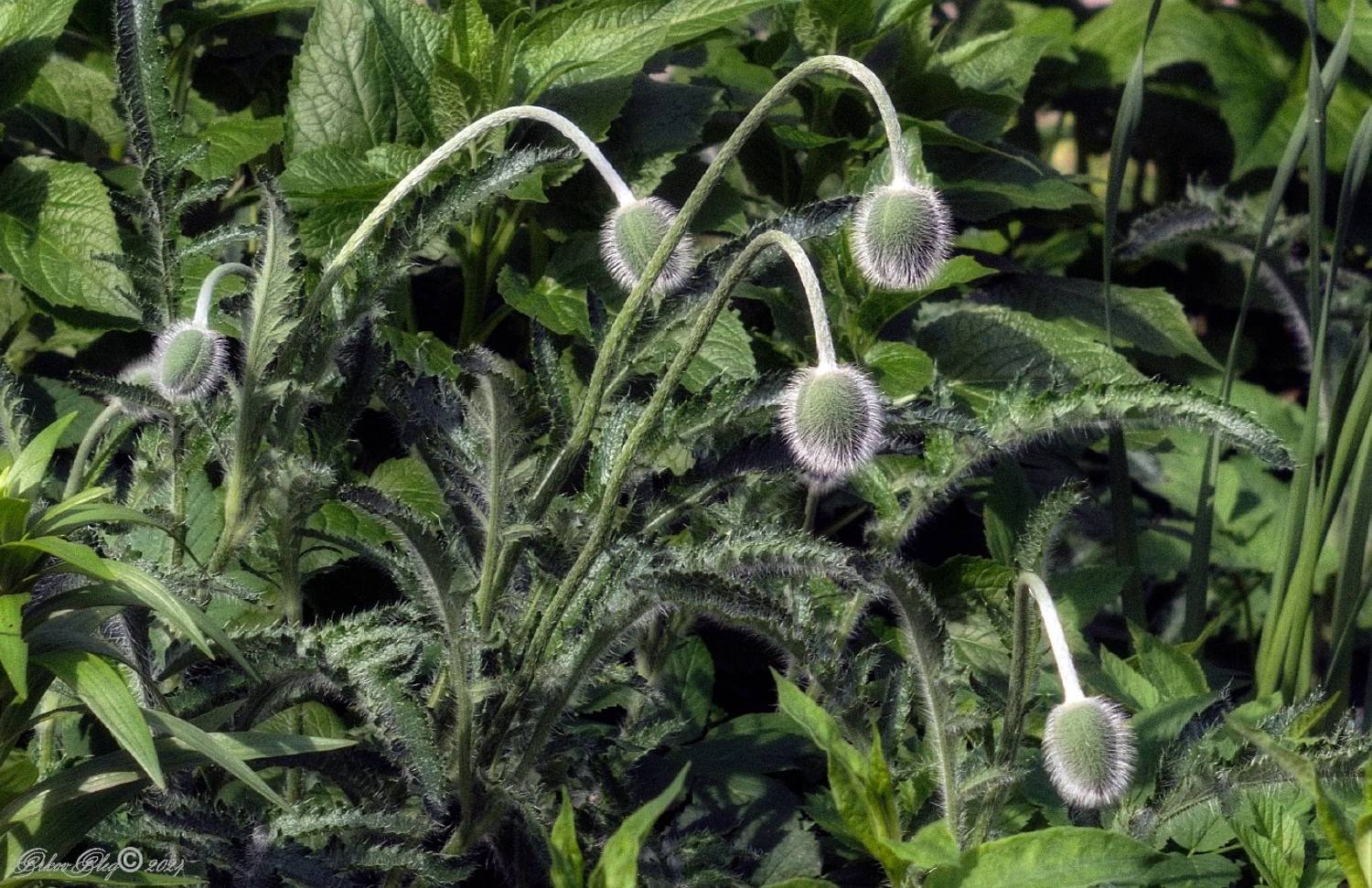 , Орлов Олег