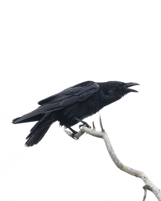 Ворон фото превью