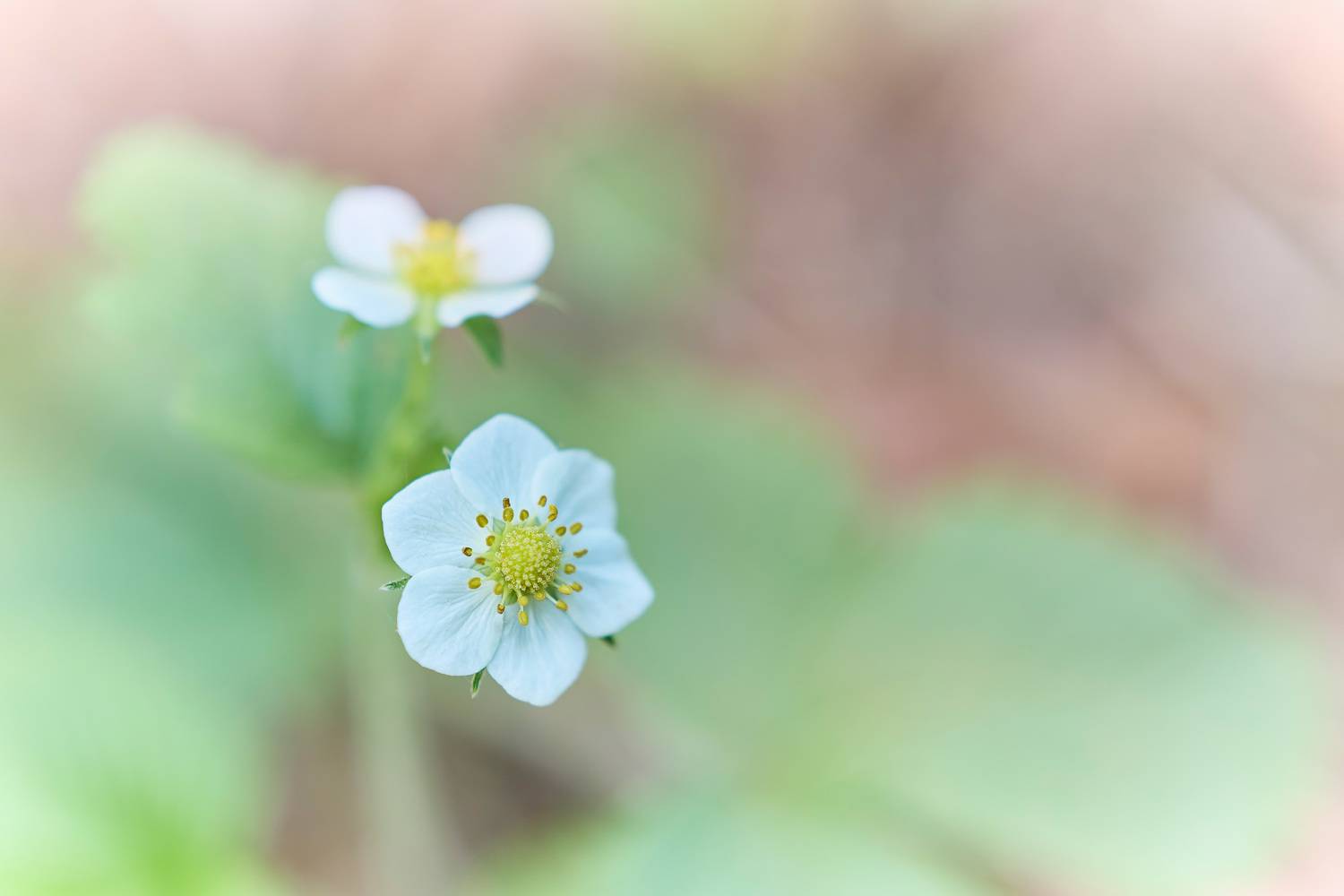 цветы, Валерий Вождаев