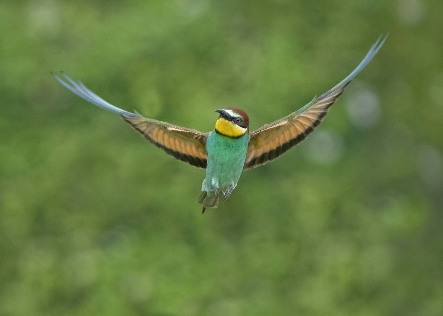 , Евгени Стефанов