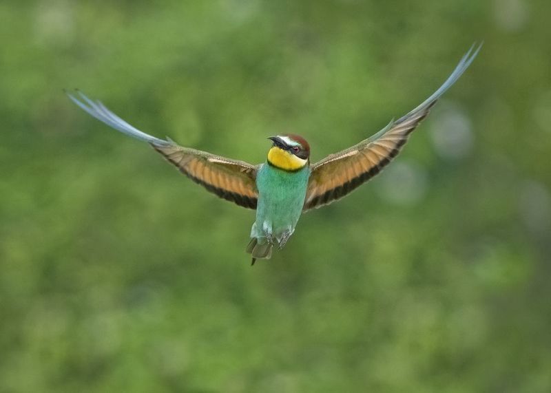 Щурка - Lens and Feathers фото превью