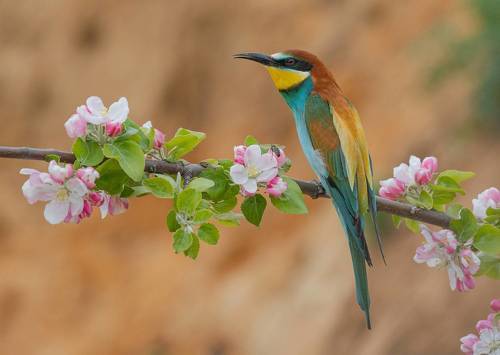 Когда яблони цветут